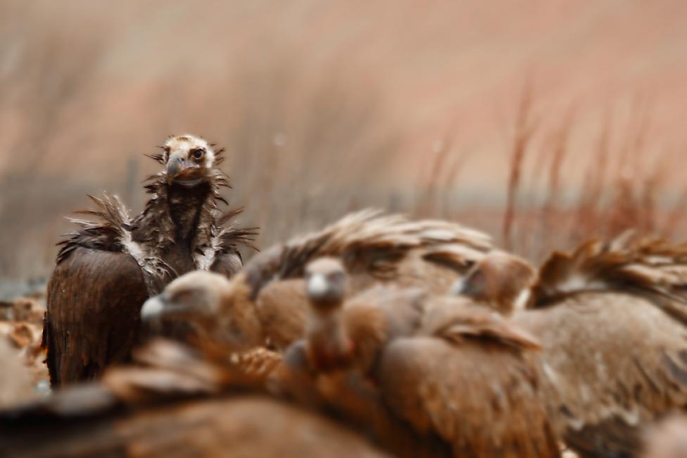 Imagen 4 de la galería de Aves